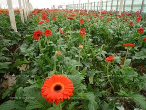 Gerbera