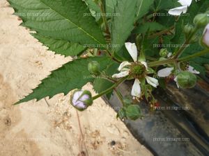 Botón floral de la mora