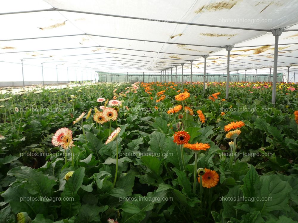 Gerbera