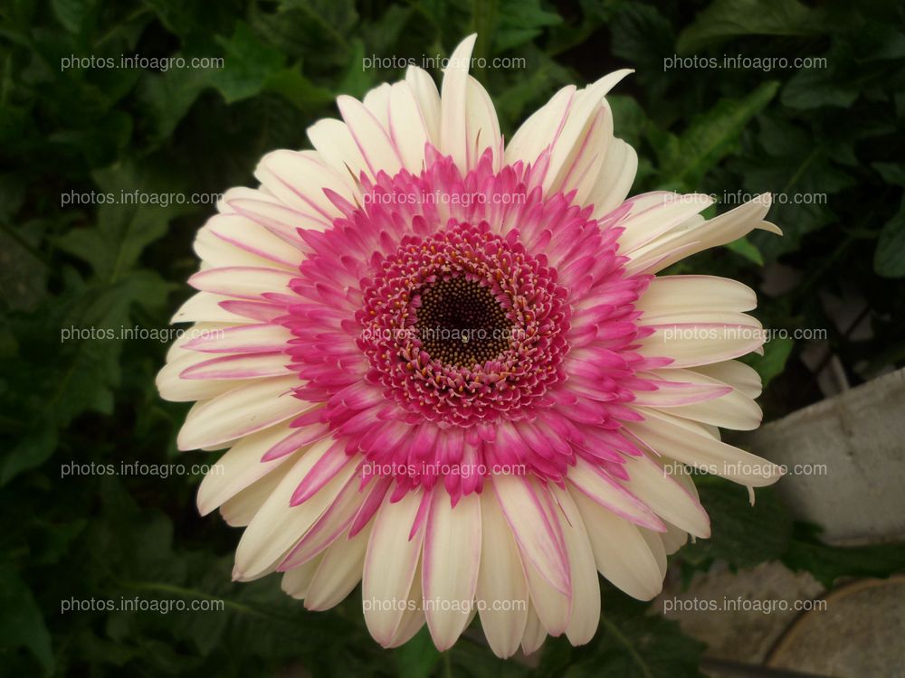 Gerbera