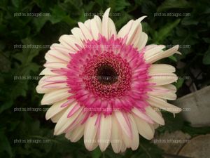 Gerbera