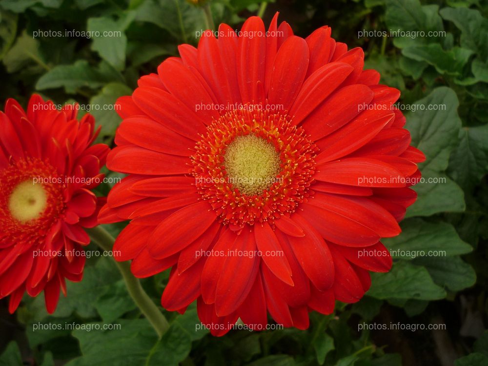 Gerbera