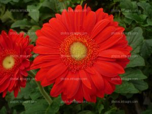 Gerbera