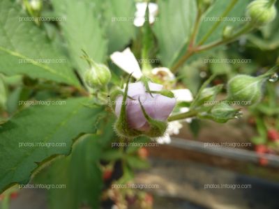 Botón floral de la mora