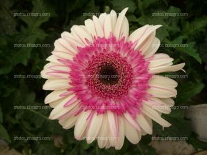 Gerbera