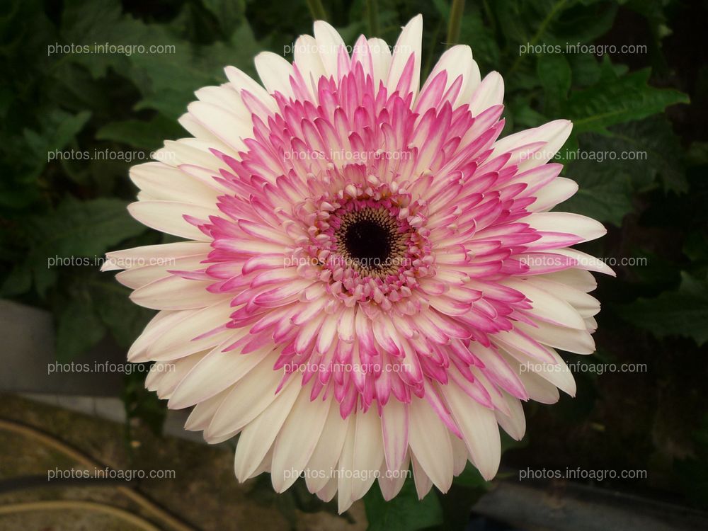 Gerbera