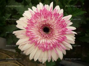 Gerbera