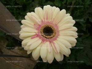 Gerbera