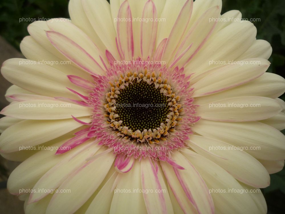 Gerbera