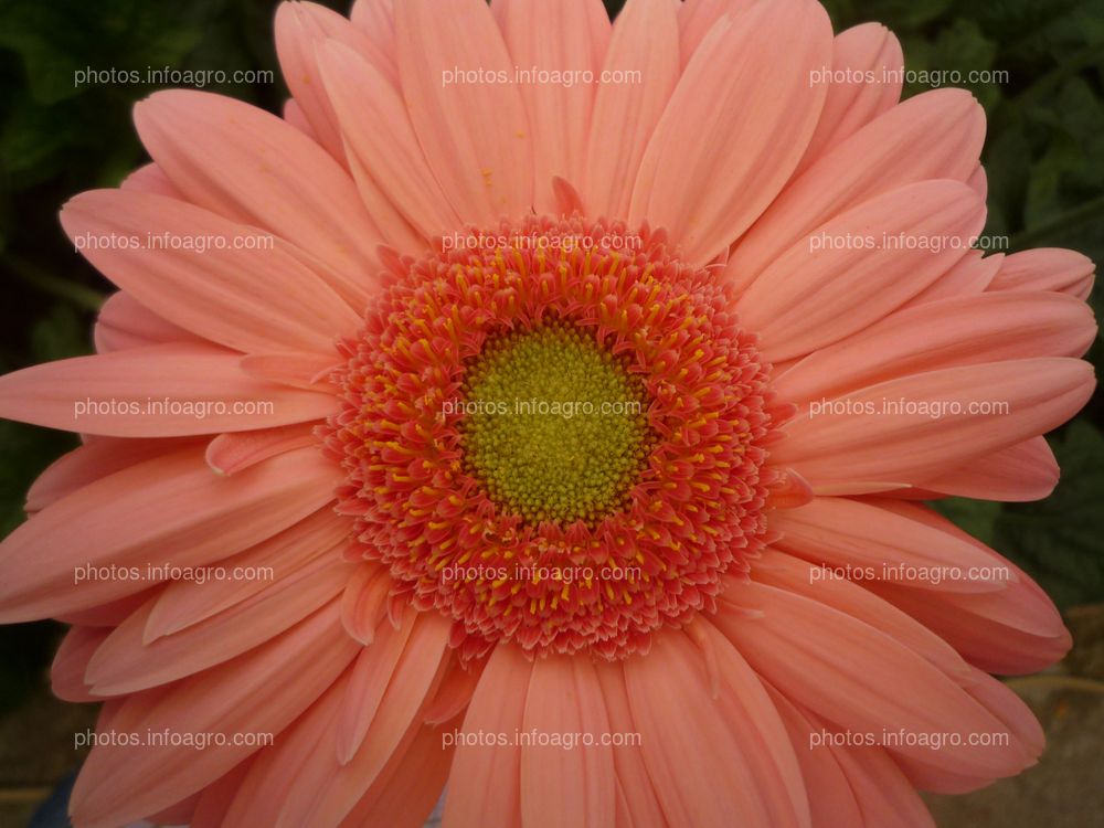 Gerbera