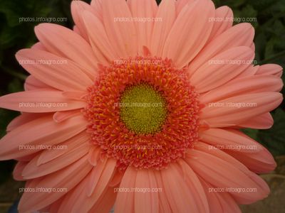 Gerbera