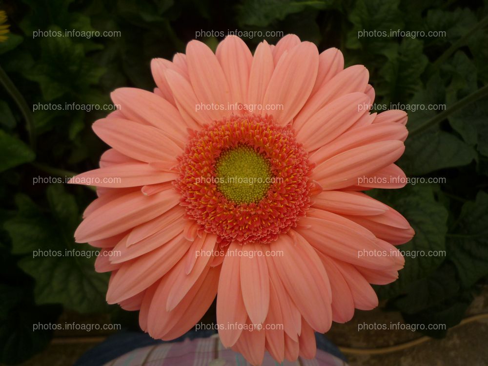 Gerbera