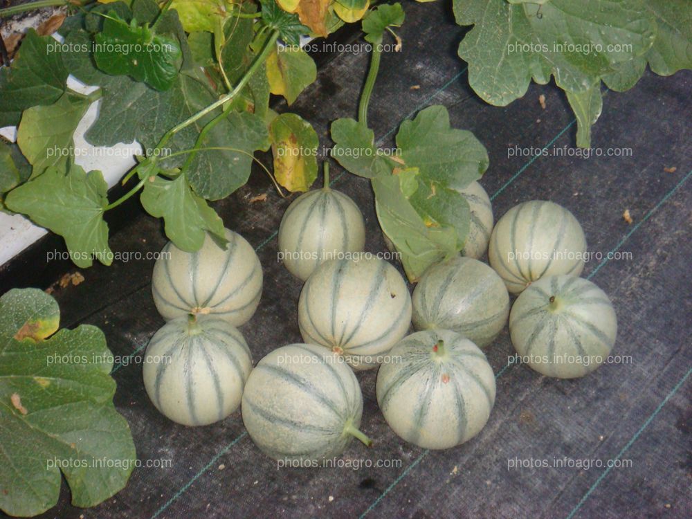 Melón Cantaloup