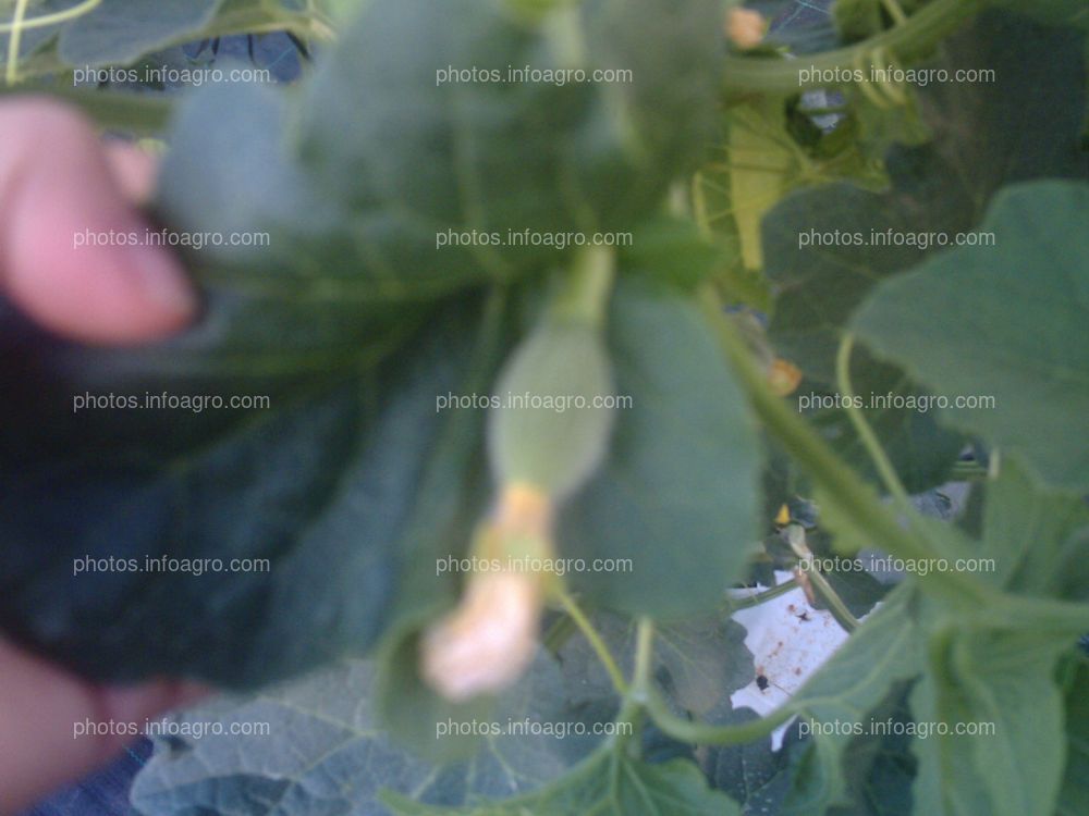 Melón Cantaloup