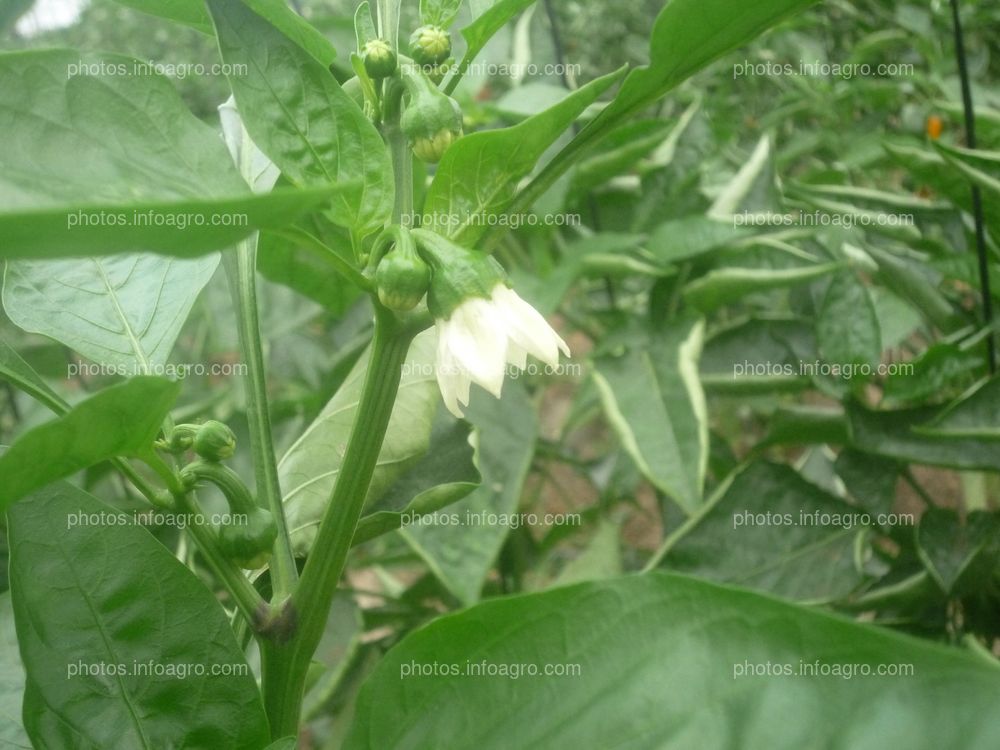 Flor pimiento