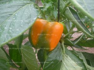 Fruto pimiento virando verde-amarillo