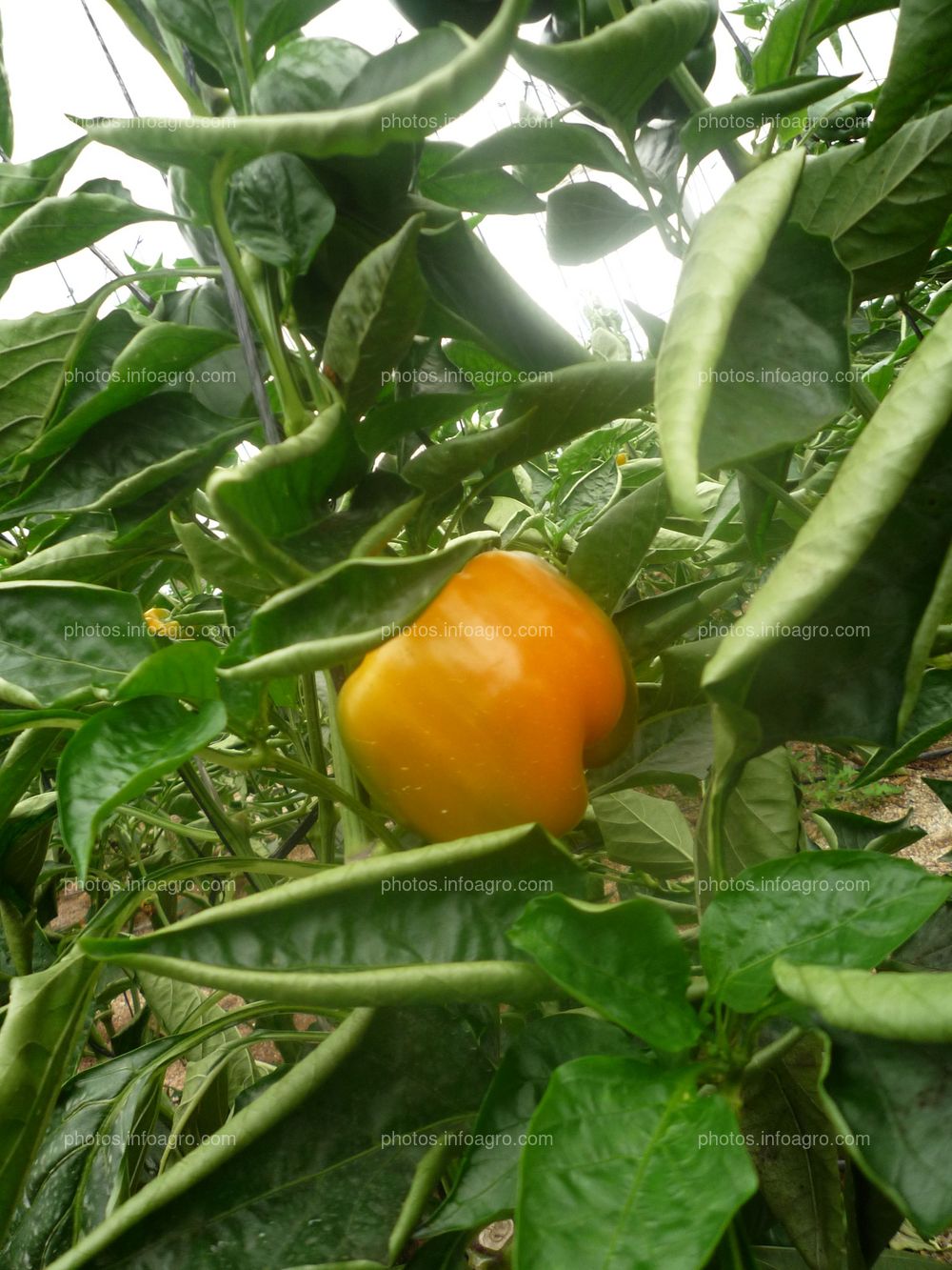 Fruto pimiento amarillo