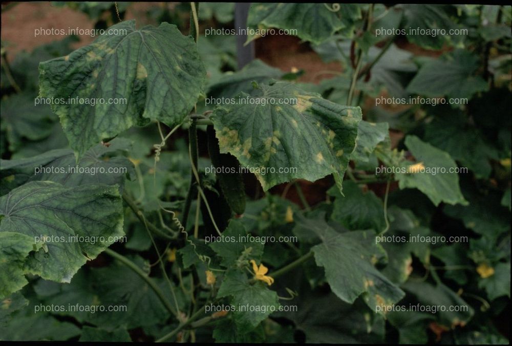 Hojas de pepino con manchas poligonales amarillas producidas por Pseudoperonospora cubensis