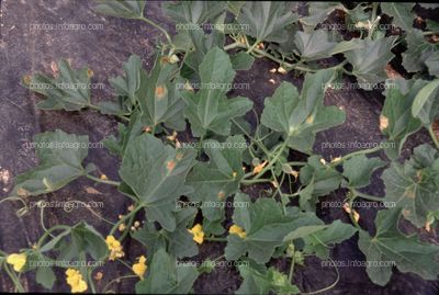 Manchas apergaminadas en hojas de melón afectadas Pseudoperonospora cubensis