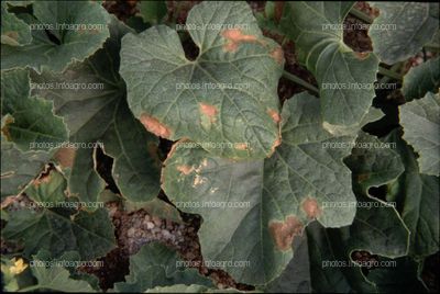 Manchas aspecto apergaminado en hojas de melon afectadas por Pseudoperonospora cubensis