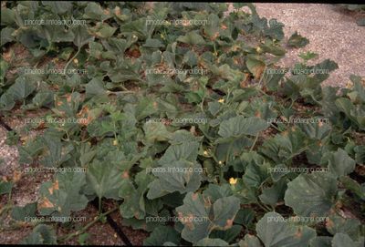 Manchas de aspecto apergaminado en hojas de melon afectadas por Pseudoperonospora cubensis