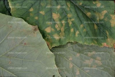 Manchas poligonales amarillas en hojas de pepino y micelio en envés producidas por Pseudoperonospora cubensis
