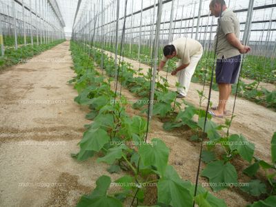 Pepino lineas