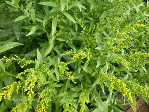 Solidago