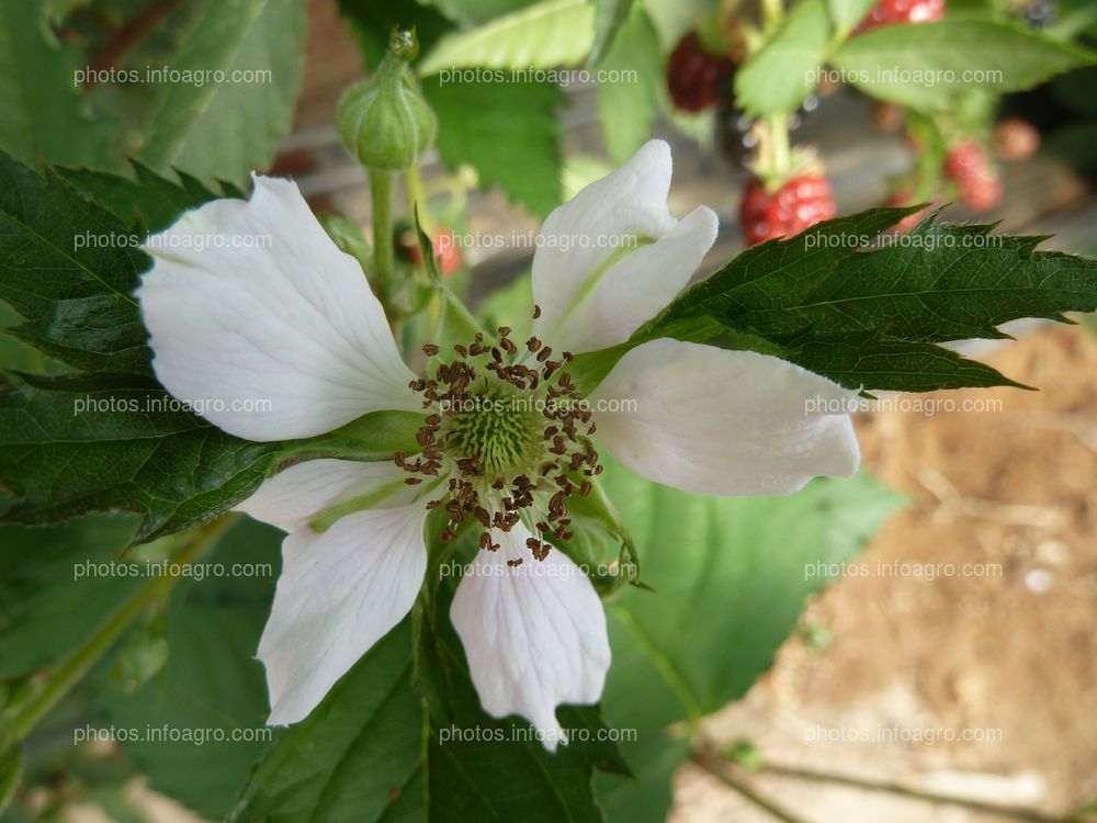 Flor de la mora