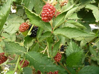 Moras