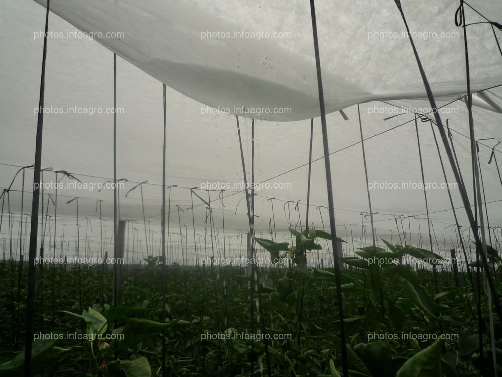 Acumulación agua techo invernadero