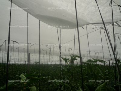 Acumulación agua techo invernadero