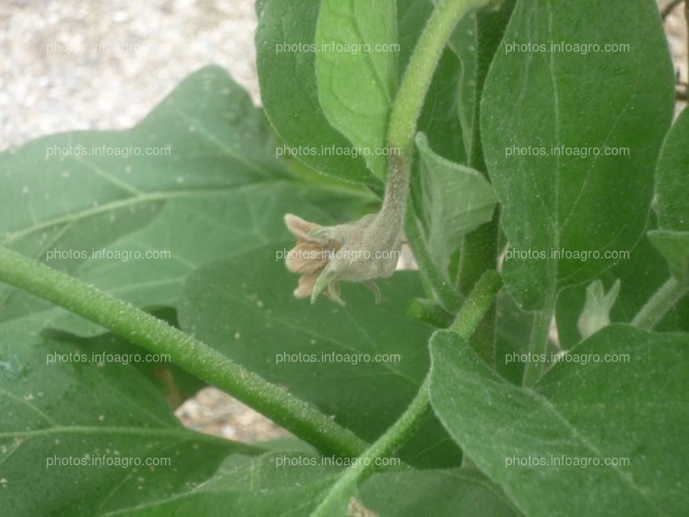 Botritis flor y pedúncolo berenjena