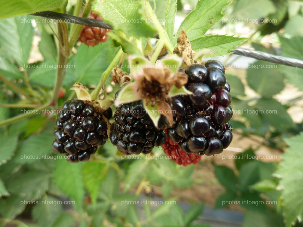 Moras