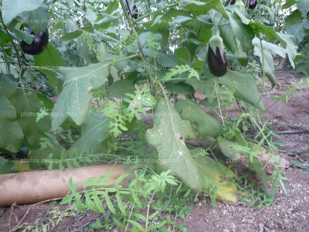 Malas hierbas en cultivo berenjena