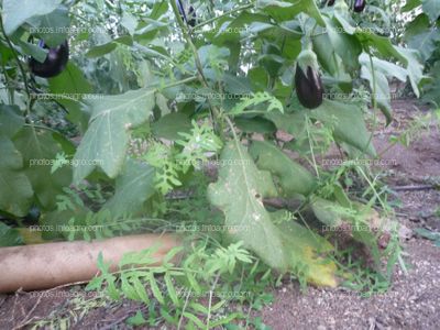 Malas hierbas en cultivo berenjena