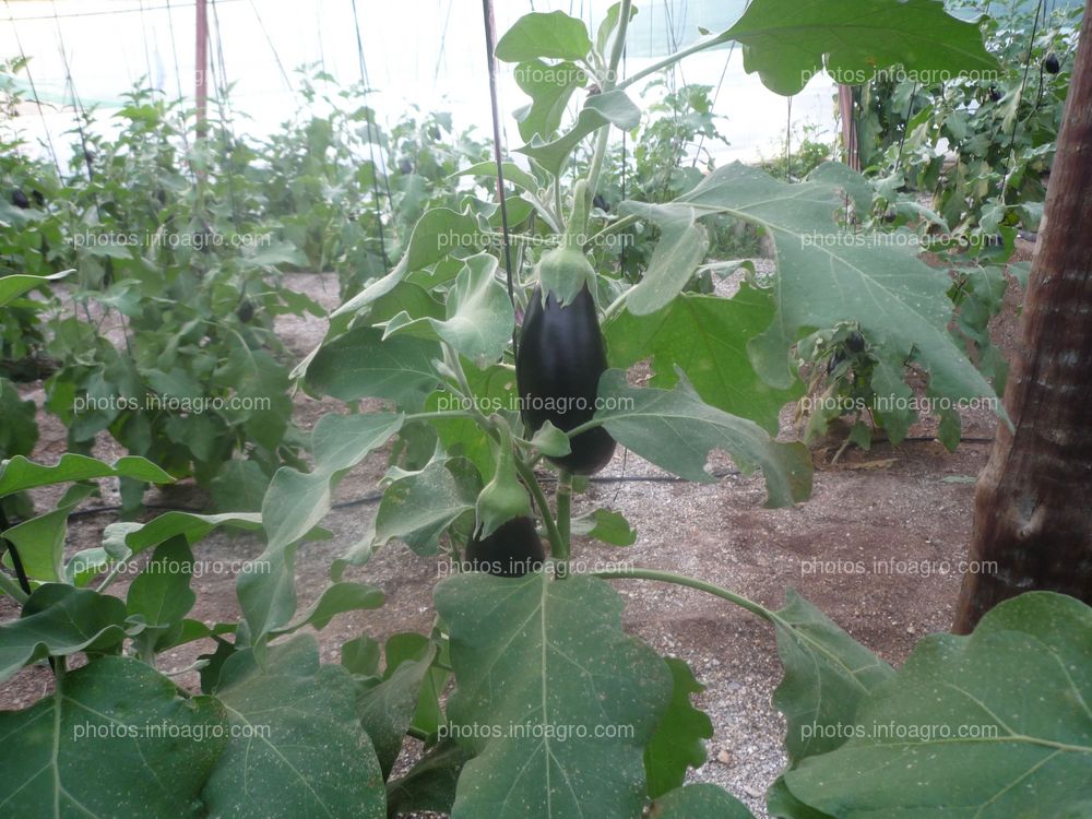 Planta berenjena. Frutos