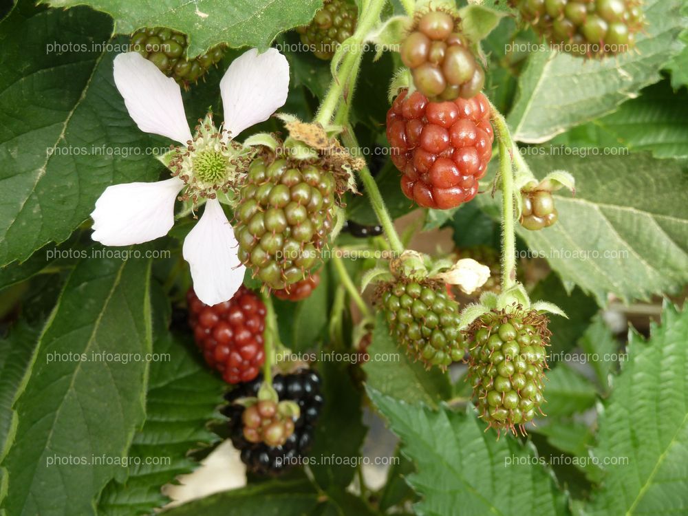 Moras