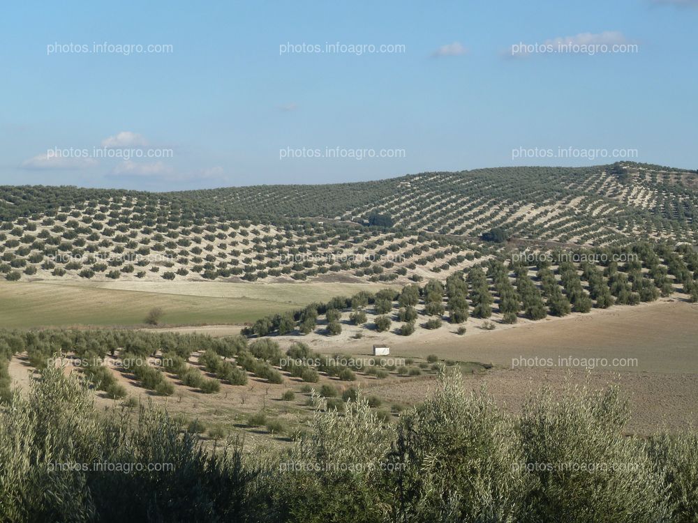 Paisaje Olivos