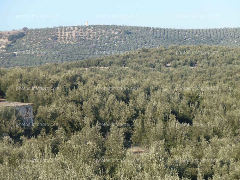 Paisaje Olivos