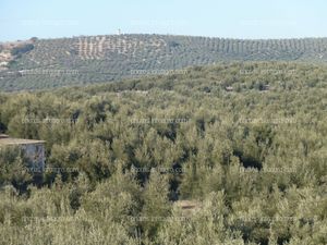 Paisaje Olivos