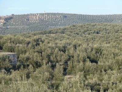 Paisaje Olivos