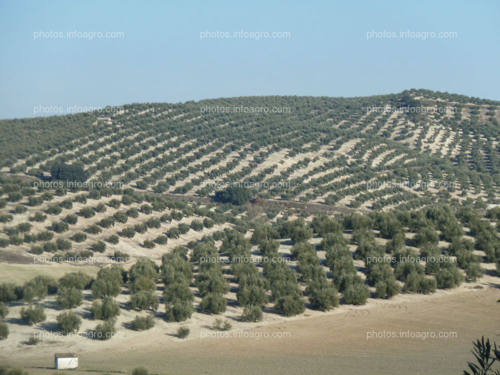 Paisaje Olivos