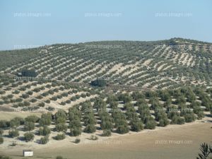 Paisaje Olivos