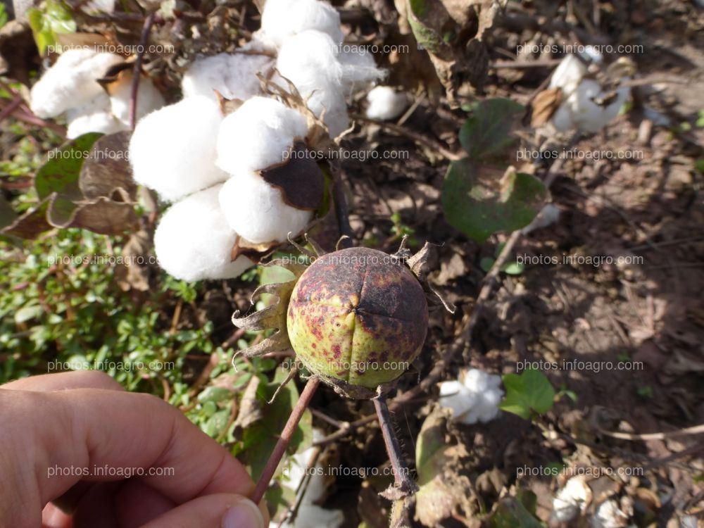 Capsula algodón cerrada