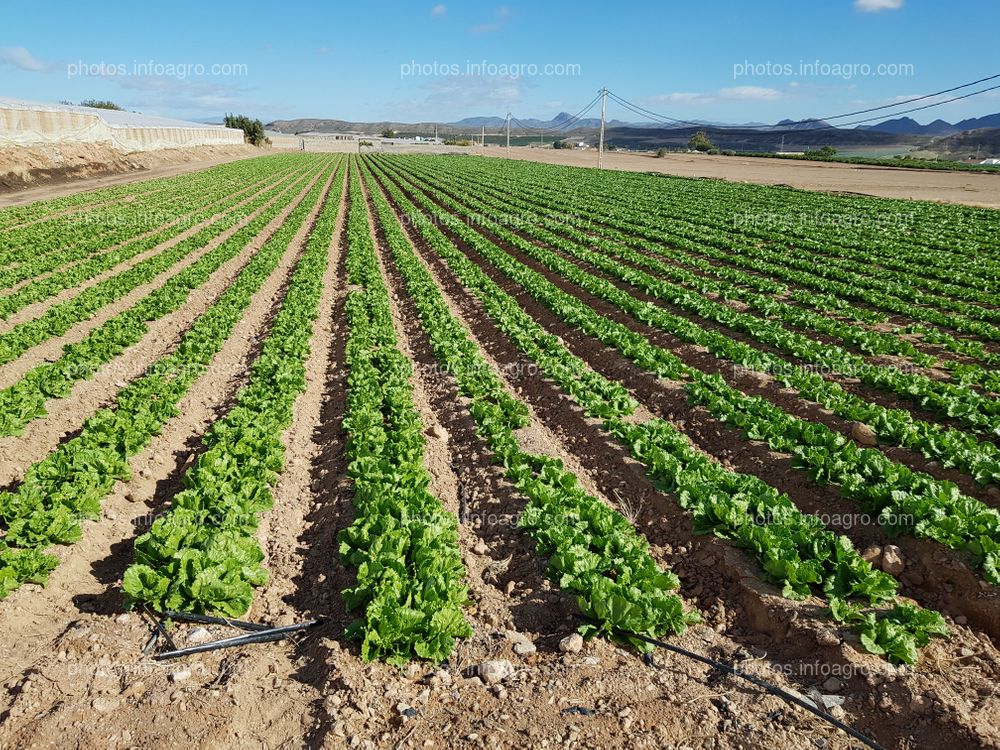 Lechuga en finca