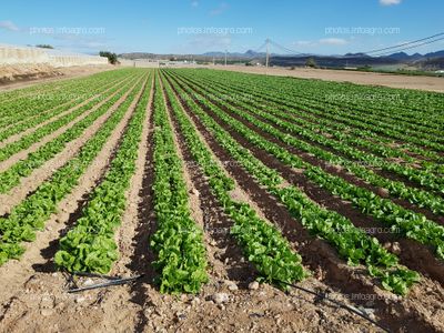 Lechuga en finca