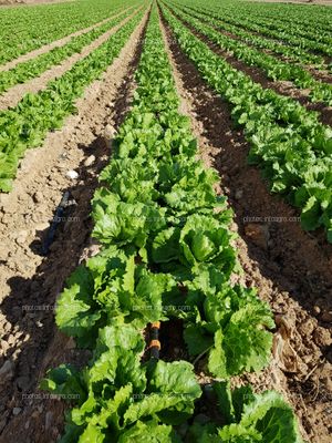 Lechuga en campo