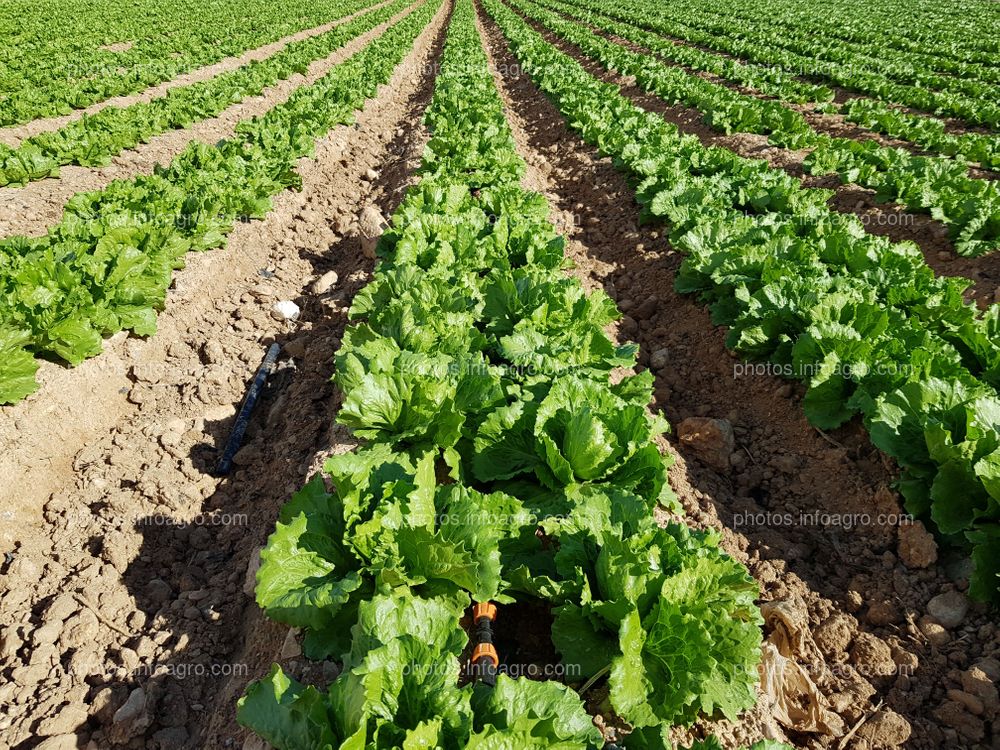 Lechuga en fertirrigación