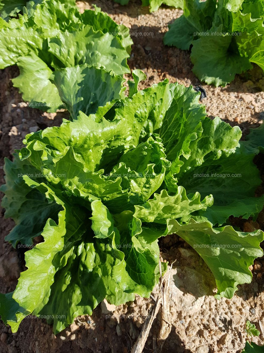 Lechuga iceberg